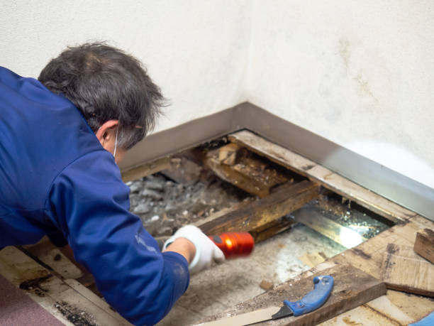 Best Toxic Mold Removal  in Saratoga, CA