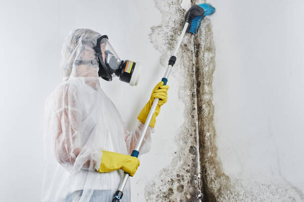 Best Office Mold Removal Services  in Saratoga, CA