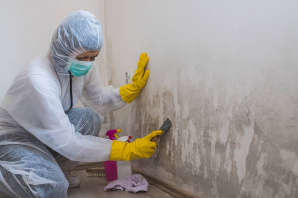 Best Mold Removal Specialists  in Saratoga, CA