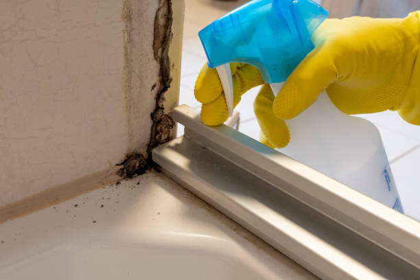 Best Commercial Mold Removal  in Saratoga, CA