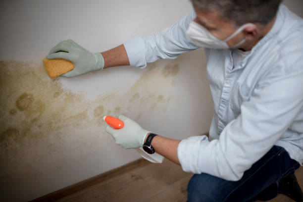 Best Mold Removal Company Near Me  in Saratoga, CA