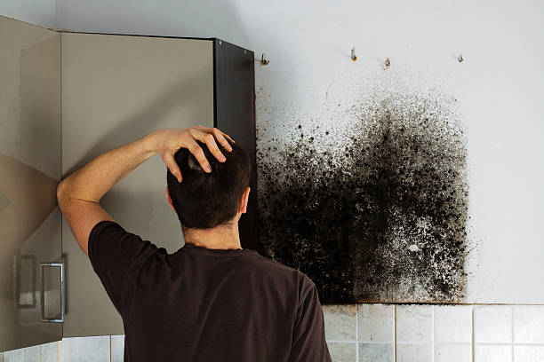 Best Attic Mold Removal  in Saratoga, CA
