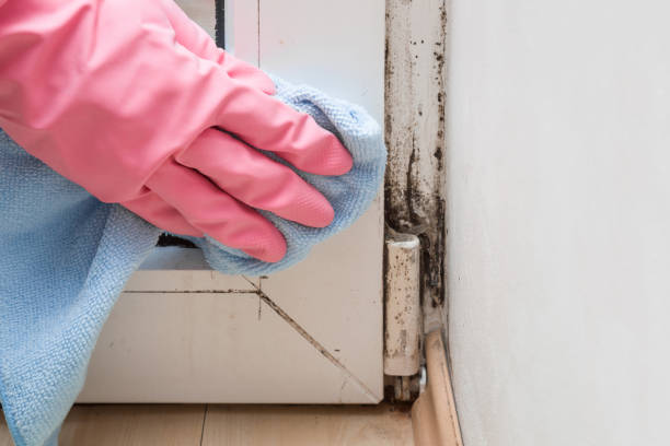 Best Mold Testing  in Saratoga, CA